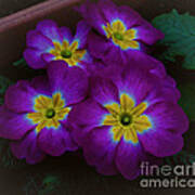 Purple Primrose Art Print