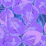 Purple Rose Clippings 1 Art Print