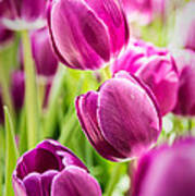 Purple Tulip Garden Art Print