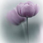 Purple Tulip Art Print