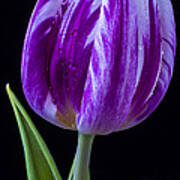 Purple Tulip Still Life Art Print