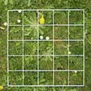 Quadrat On A Lawn With Weeds Art Print