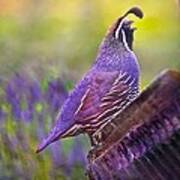 Quail In Lavender Art Print