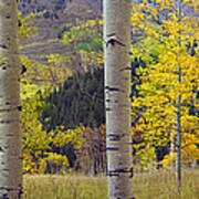 Quaking Aspen Grove In Autumn Colorado Art Print