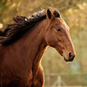 Quarter Horse Running Art Print