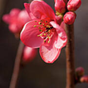 Quince Flower And Blossom Art Print