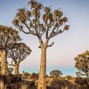 Quiver Tree Sunset - Namibia Africa Photograph Art Print