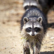 The Beauty Of The Raccoon Family Art Print