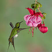 Rackettail Hummingbird Approach Art Print