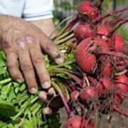 Radishes Harvested From A Garden Art Print