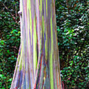 Rainbow Eucalyptus 3 Art Print