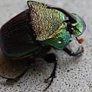 Rainbow Scarab  Phanaeus Vindex  A Dung Beetle Art Print