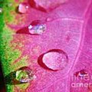 Raindrop On The Leaf Art Print