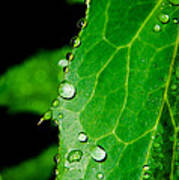 Raindrops On Green Leaf Art Print