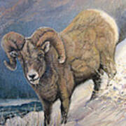 Ram In The Snow Art Print