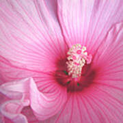 Raspberry Hibiscus Rose Of Sharon Macro Fine Art Print By Penny Hunt Floral Pink Art Print