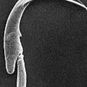 Rat Sperm Cell Head Sem Art Print