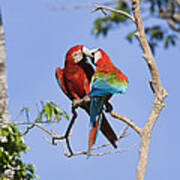 Red And Green Macaws Courting Tambopata Art Print