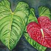 Red Anthurium Art Print