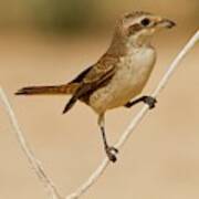 Red-backed Shrike (lanius Collurio) Art Print