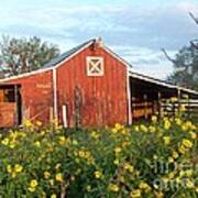 Red Barn With Wild Sunflowers Art Print