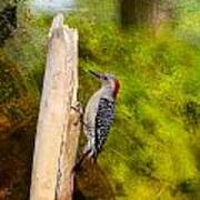Red-bellied Woodpecker Happily Pecks Art Print