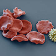 Red Blood Cells And Lymphocyte, Sem Art Print