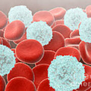 Red Blood Cells With White Blood Cells Art Print