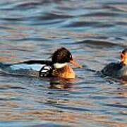 Red Breasted Merganser Pair Art Print