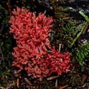 Red Coral Mushroom Art Print
