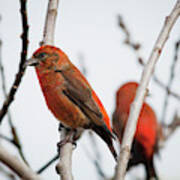 Red Crossbills Perch In A Willow Art Print