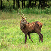 Red Deer Stag Art Print