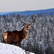 Red Deer Stag Art Print