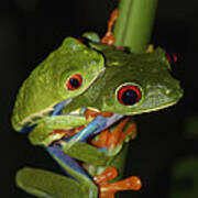 Red-eyed Tree Frogs Mating Costa Rica Art Print