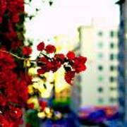 Red Flowers Downtown Art Print
