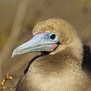 Red-footed Booby Incubating Eggs Art Print