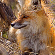 Red Fox At Rest Art Print
