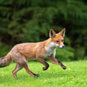 Red Fox Cub Running Art Print