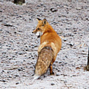 Red Fox Egg Thief Art Print