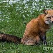 Red Fox Art Print