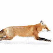 Red Fox On The Run - Algonquin Park Art Print