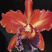 Red Hawaiian Orchid Art Print