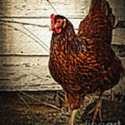 Red Hen-did You Call Me? Art Print