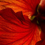 Red Hibiscus 6 Art Print