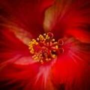 Red Hibiscus 7 Art Print