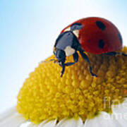 Red Ladybug And Camomile Flower Art Print