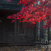 Red Leaves In Front Yard Art Print