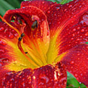 Red Lily After The Rain Art Print