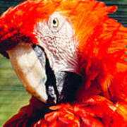 Red Macaw Closeup Art Print