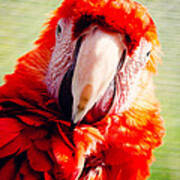 Red Macaw Art Print